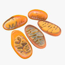 Mitochondria 3d Model Ad Mitochondria Model Dna 3d Mitochondria 3d Model
