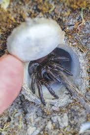 Trapdoor spiders are sometimes confused with tarantulas, but there are differences between the two kinds of arachnids. San Diego S Changing Bugs San Diego Reader