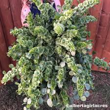 Going direct to the local florists means bigger, more beautiful bouquets and excellent service from the local flower shops as the full flower money is passed to your chosen local irish flower shop. How To Plant Bells Of Ireland Seeds Moluccella Laevis Cut Flowers