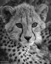 Black And White Cheetah Photography Image Result For Renata Ewald Photography With Images Cheetah Cubs Cheetah Drawing Animals Wild