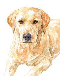 Yellow Lab Watercolor Limited Edition Print Labrador Etsy Watercolor Dog Yellow Lab Watercolor Yellow Lab Art
