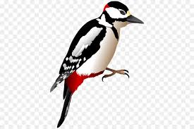 Nah, pada kesempatan kali ini akan diulas mengenai burung murai tersebut supaya bisa memperluas pengetahuan anda tentang hal ini. Bird Clipart