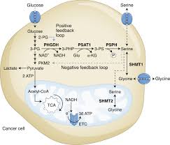 Image result for Glycine