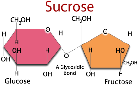 Name Two Monosaccharide Present In Sucrose