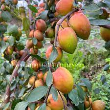 Home Apple Ber Nursery