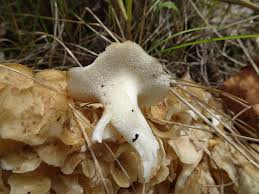 Image result for Polyporus pendulus