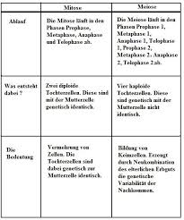 Mitose Meiose Vergleich Unterschied Gemeinsamkeiten