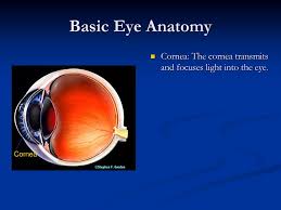 Anatomy Module Objectives Ppt Download