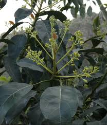 Image result for Persea americana