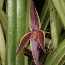 Image result for Podangis dactyloceras