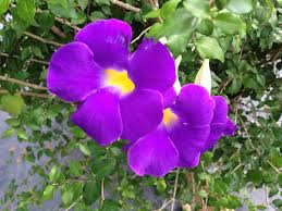Image result for Thunbergia erecta