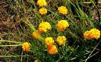 Image result for Gnidia chrysantha
