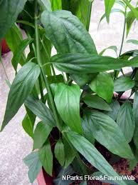 Sabah snake grass is a perennial herb with the scientific name, clinacanthus nutans (burm. Sabah Snake Grass Plant
