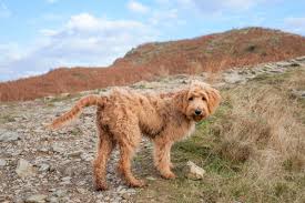 So you may want to choose the f1 goldendoodle based on its health advantage. F1 Vs F1b Goldendoodle An In Depth Side By Side Comparison