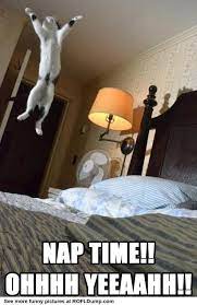 How Nap Time Is For Me Now That I M In College The Struggle Is Real Haha Lol Xd Funny Animals Funny Animal Quotes Funny Cat Pictures