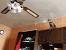 Cat On Ceiling Cartoon