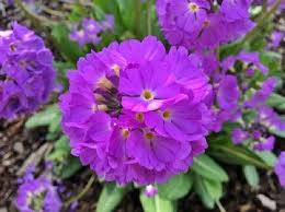 Pin On Flowers Gardening