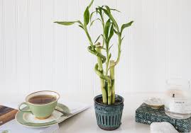 Cut a branch with at least 4 nodes. Lucky Bamboo Indoor Plant Care Growing Guide