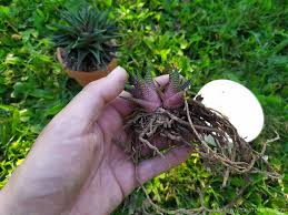 This method is easier than the above when propagating. How To Divide Zebra Cactus Haworthia Houseplant With Real Pictures