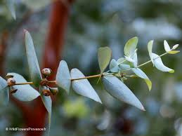 Image result for Eucalyptus camaldulensis