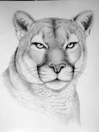 Pencil Drawings From A Color Blind Artist Realistic Animal Drawings Realistic Drawings Pencil Sketches Of Animals