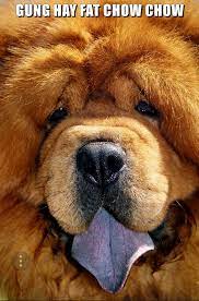 GUNG HAY FAT CHOW CHOW - I Has A Hotdog - Dog Pictures - Funny pictures of  dogs - Dog Memes - Puppy pictures - doge