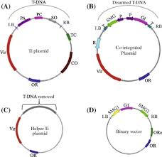Image result for Rhizobium radiobacter, syn. Agrobacterium tumefaciens