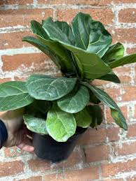 Image result for F kus Ficus