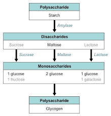 Starch Digestion Bioninja