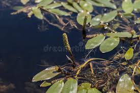 Image result for Potamogetonaceae