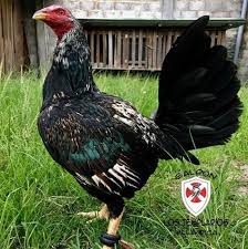 Lihat ide lainnya tentang animasi, fantasi, gambar. 26 Ide Ayam Peruvian Ayam Binatang Buas Binatang