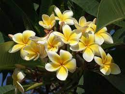 My Opera Is Now Closed Opera Software Flowers Indian Flowers Frangipani