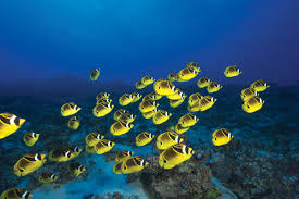 Maui Reef Fish Guide The Snorkel Store