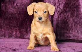 Check our dachshund puppy price and adopt as per your choice! Dachshund Mix Puppies For Sale Puppy Adoption Keystone Puppies