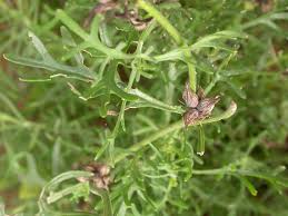 Image result for Chascanum