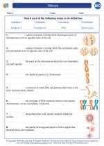 Worksheet mitosis printable worksheets and activities for teachers, parents, tutors and. Meiosis High School Biology Worksheets And Answer Keys Vocabulary Sets