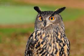 Check spelling or type a new query. Burung Hantu Berburu Pada Siang Hari Saat 48 Juta Tahun Lalu Satwa Foresteract Com