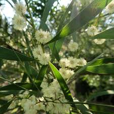 Image result for Acacia melanoxylon