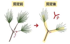 松の剪定 手入れの時期は年に2回 基本的な方法やコツをご紹介 生活110番ニュース
