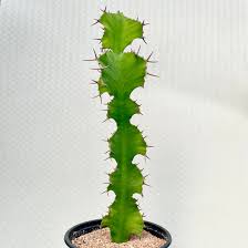 Image result for Euphorbia unicornis