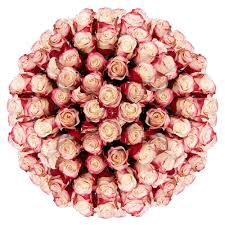 As the colour compliments others, it. Amazon Com Globalrose 100 Fresh Cut White Roses With Red Tips Sweetness Roses Fresh Flowers For Birthdays Weddings Or Anniversary Fresh Cut Format Rose Flowers Grocery Gourmet Food