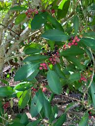 Image result for Crotalaria chirindae
