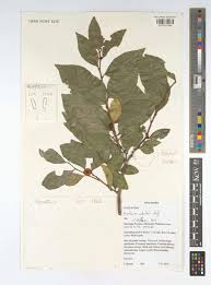 Image result for Scolopia stolzii