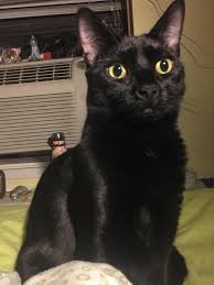 My Sister Is Home But Tybalt Doesnt Want To Give Up Her Bed Yet Cats Kitty Animals