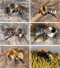 Image result for Bombus muscorum