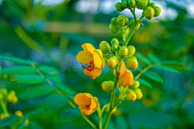Image result for Senna bicapsularis