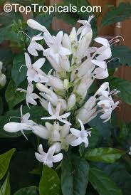 Image result for Whitfieldia orientalis