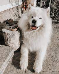 Samoyed Dog In 2020 Samoyed Dogs Dogs Samoyed