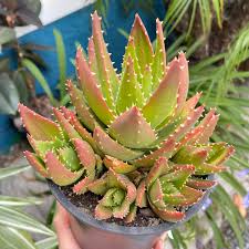 Image result for Aloe nuttii