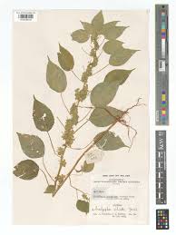 Image result for Acalypha indica